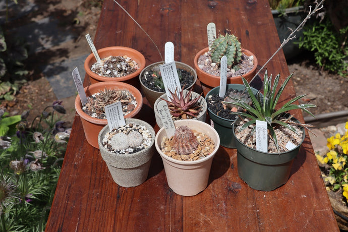 CACTI COLLECTION BEFORE  USING THE PERMASTAKE LABEL